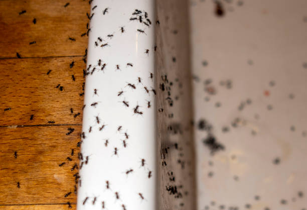 Best Local Pest Control Services  in Liberty Hill, TX