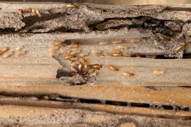 Best Spider Control Near Me  in Liberty Hill, TX